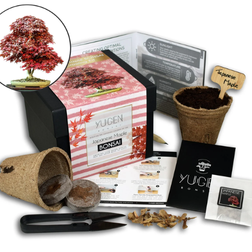 Bonsai Tree Starter Kit