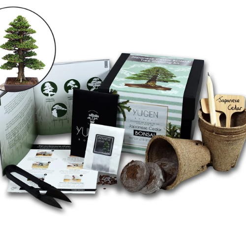 Bonsai Tree Starter Kit