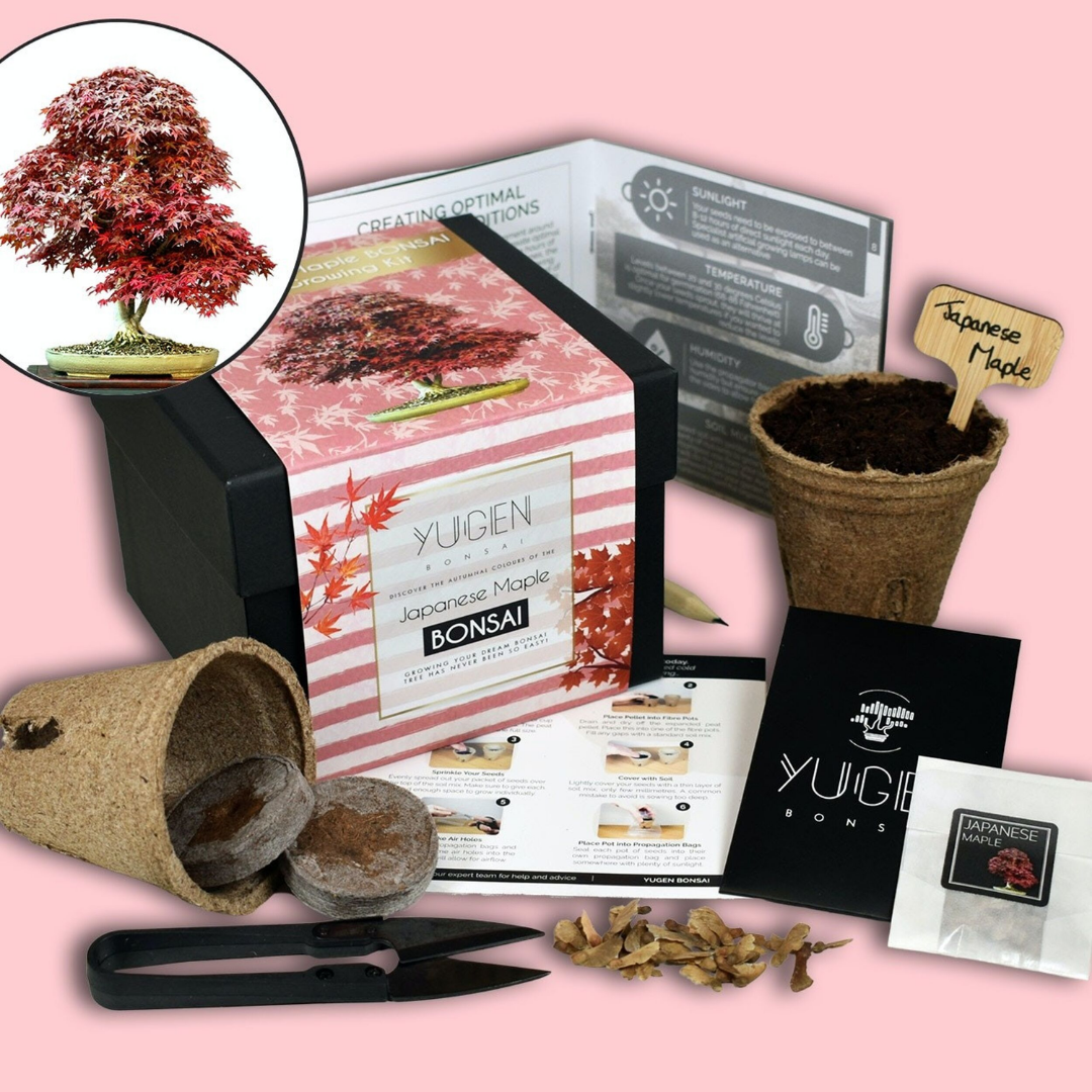 Bonsai Tree Growing Kit