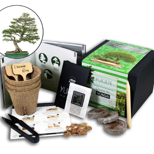 Bonsai Tree Starter Kit