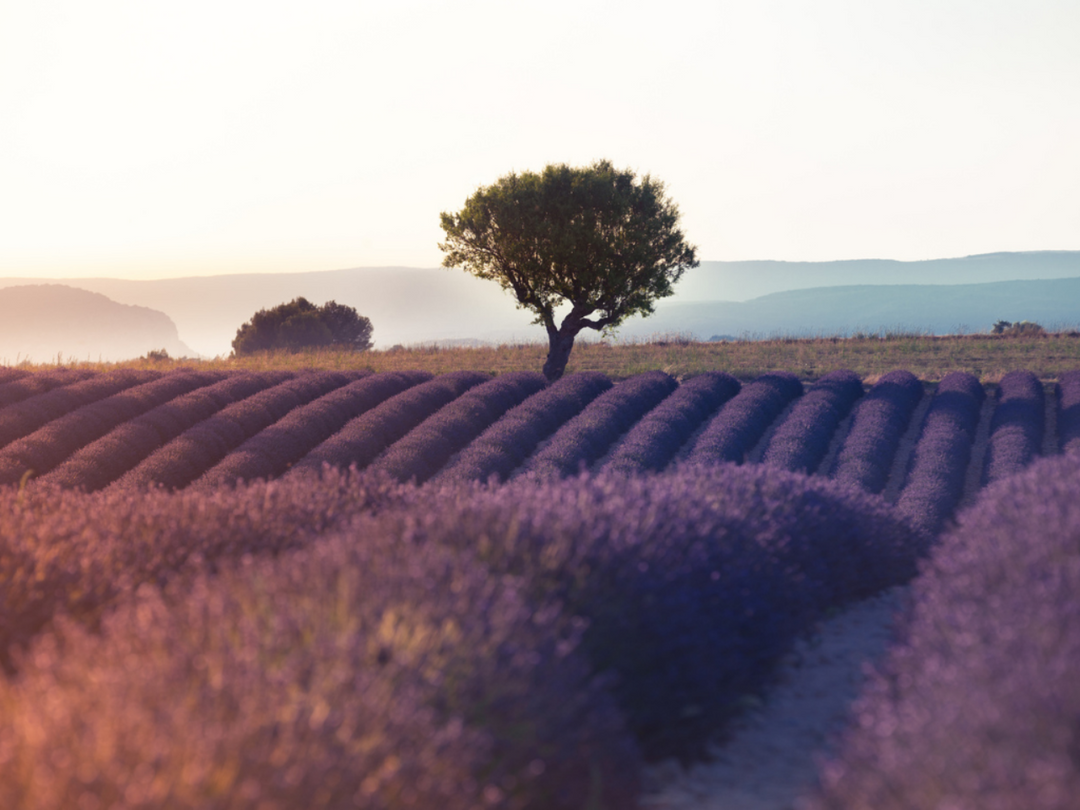 Lot #9: Luberon Rosé