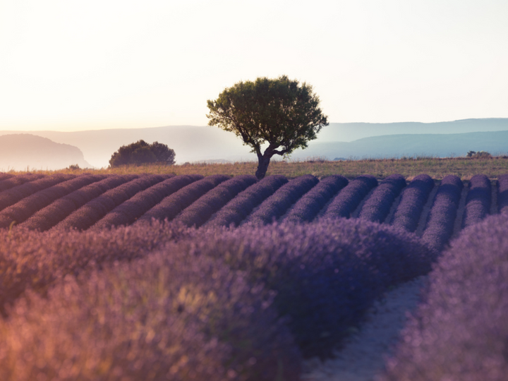 Lot #9: Luberon Rosé