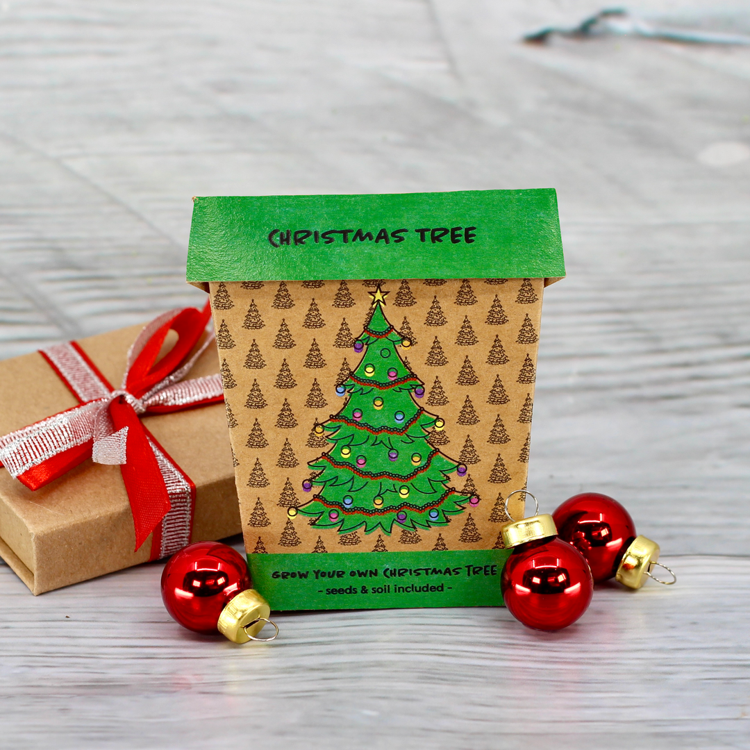 Grow Your Own Christmas Fir Tree Kit