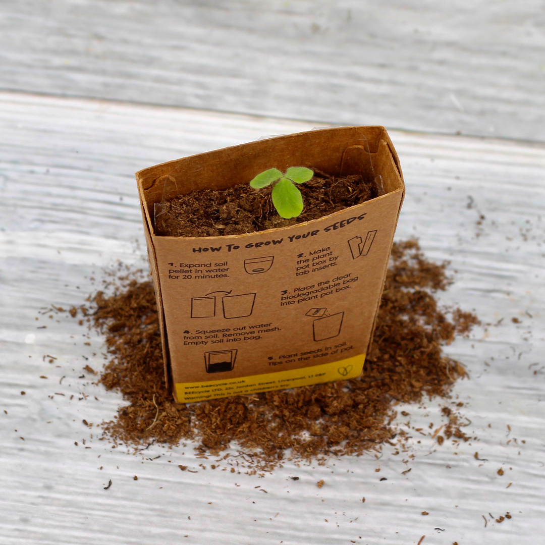 Grow Your Own Christmas Fir Tree Kit