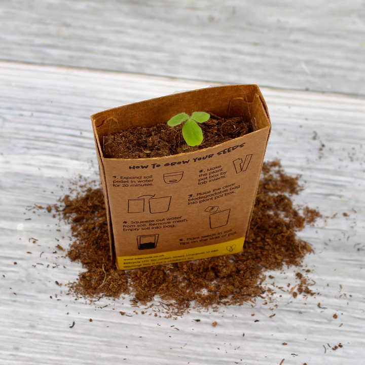 Grow Your Own Christmas Fir Tree Kit