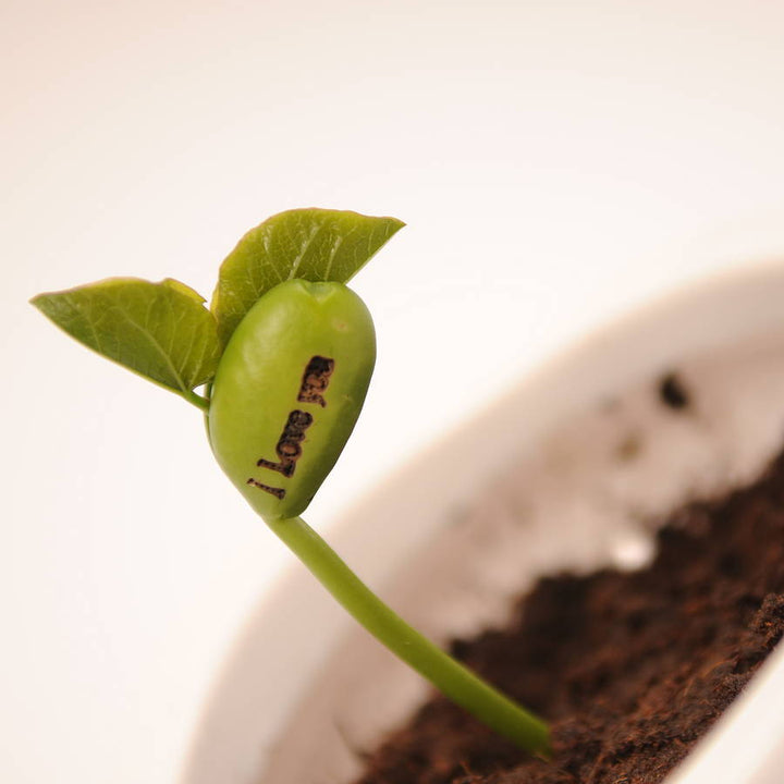 Magical Message Beanstalk Seeds