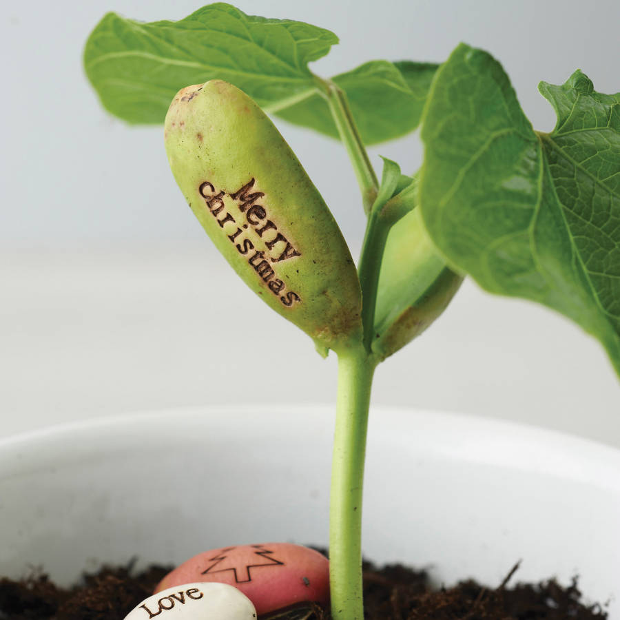 Magical Message Beanstalk Seeds