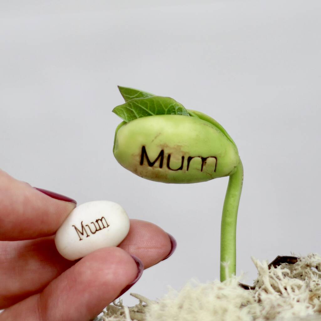 Magical Message Beanstalk Seeds