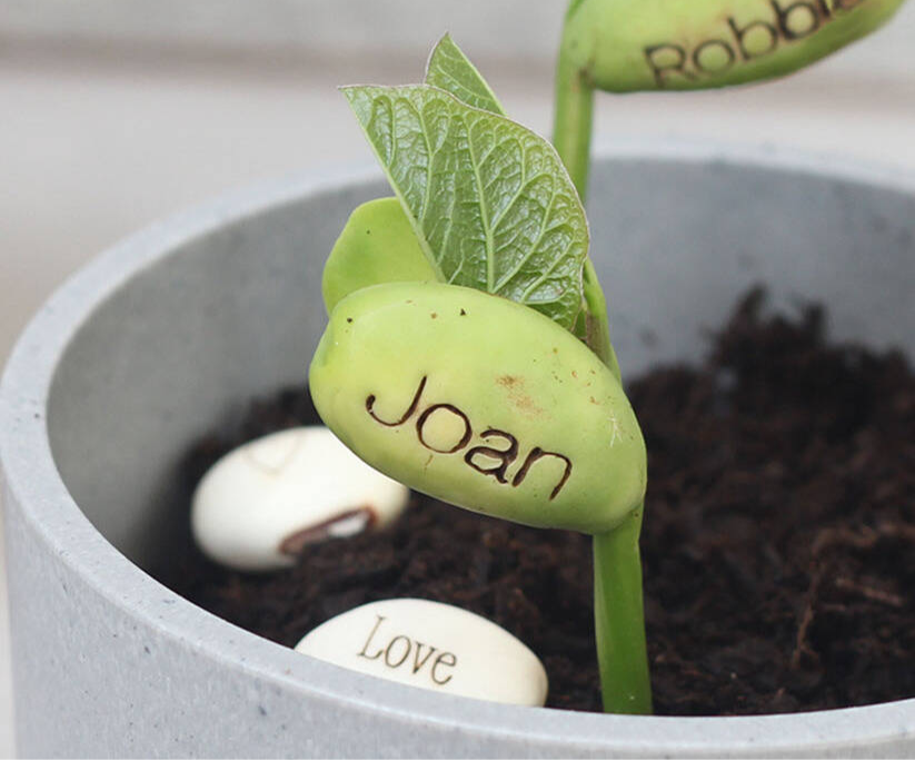 Magical Message Beanstalk Seeds